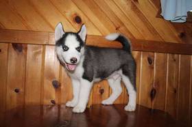 Siberian Husky