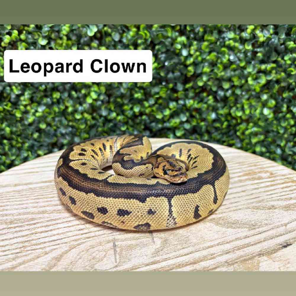 Male Ball Python Reptile for Sale in Joplin, MO