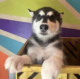 Alaskan Malamute