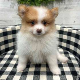 Pomeranian