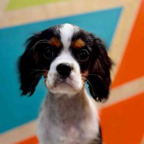 Cavalier King Charles Spaniel