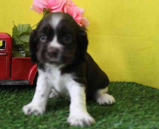Cocker Spaniel