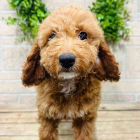Mini Goldendoodle