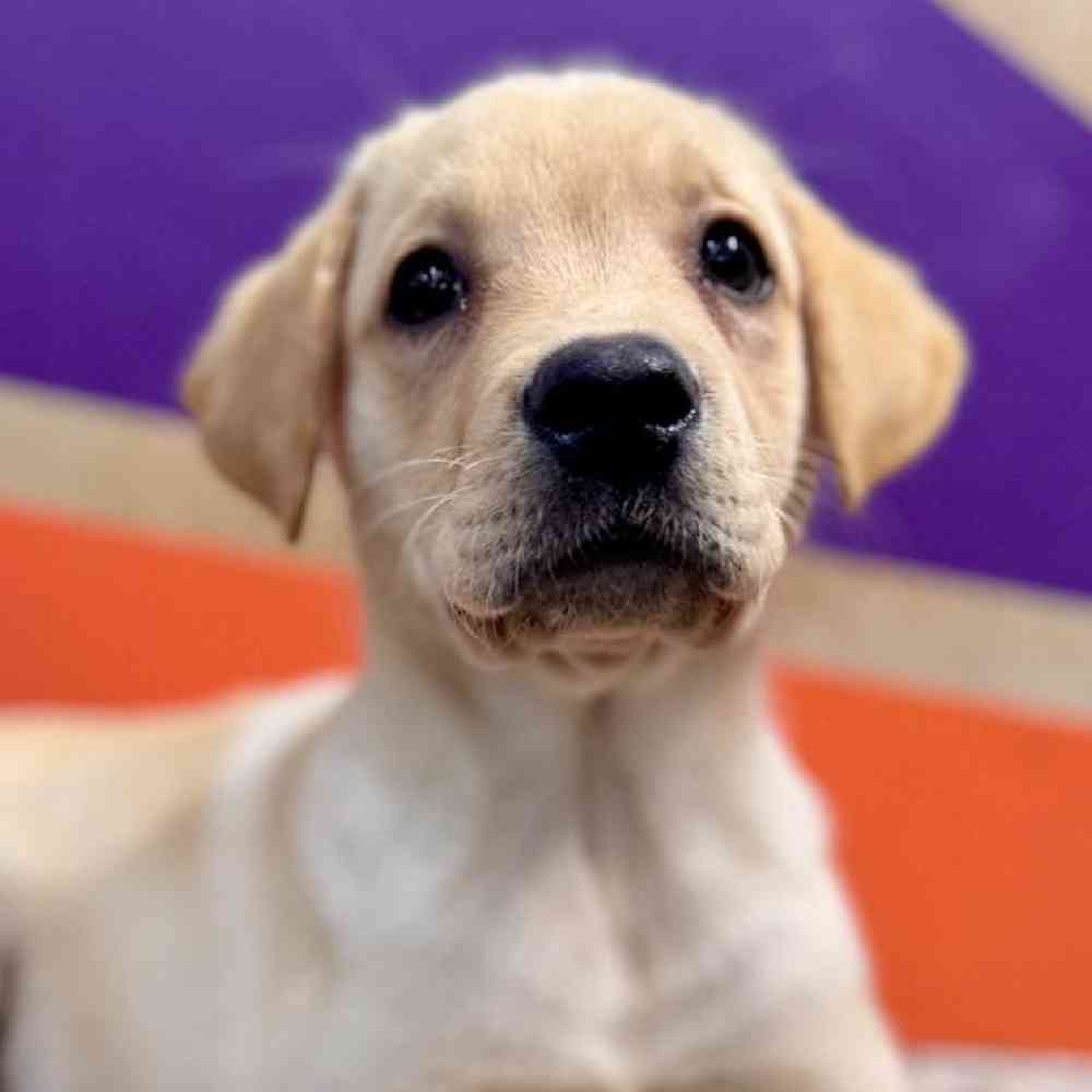 Image of a pet breed in the gallery