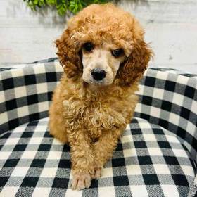 Mini Poodle