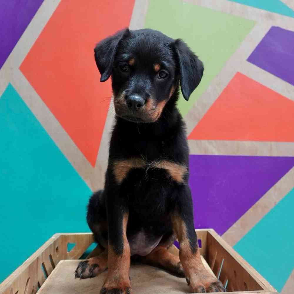 Image of a pet breed in the gallery