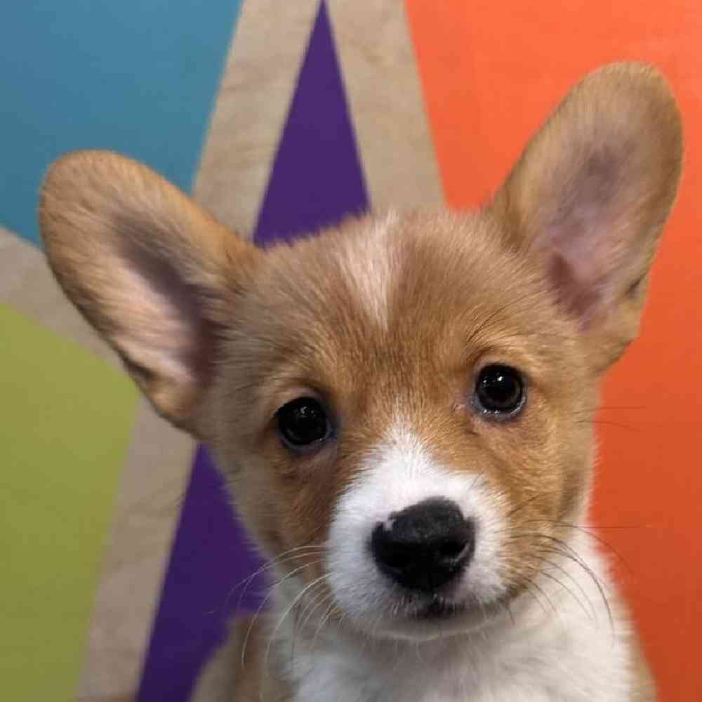 Image of a pet breed in the gallery