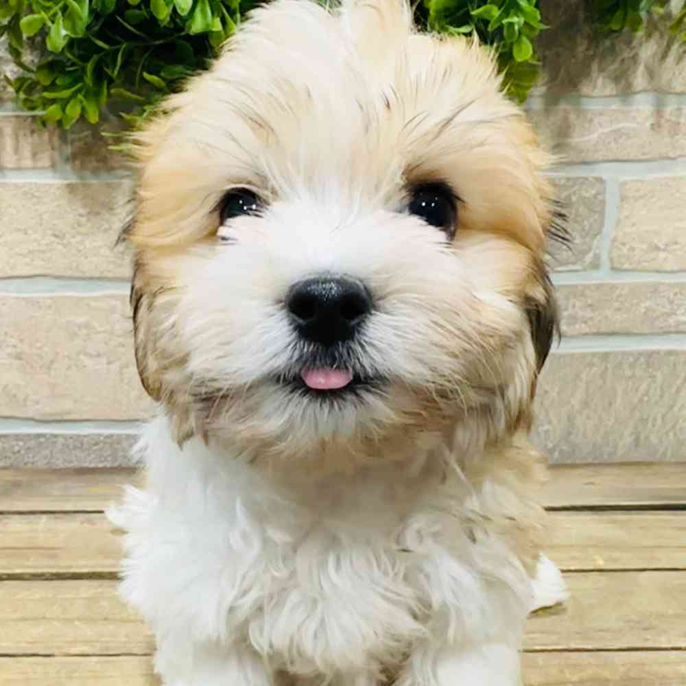 Roscoe