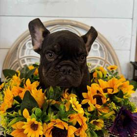 French Bulldog