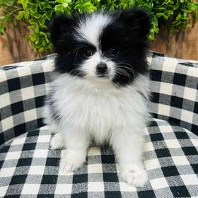 Pomeranian
