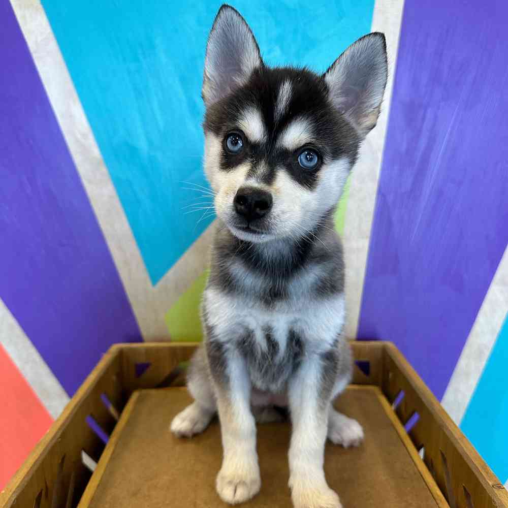carousel pet images