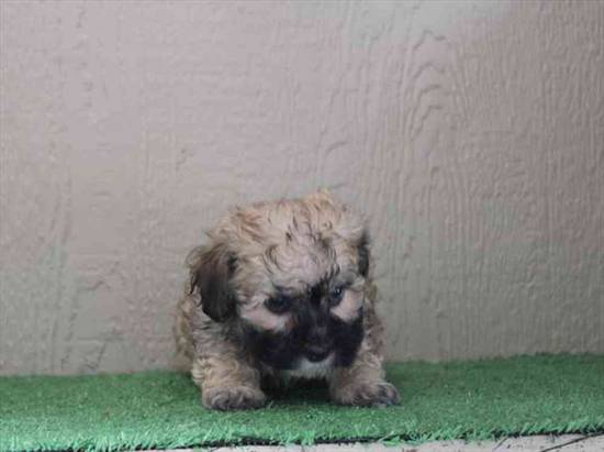 Maltipoo