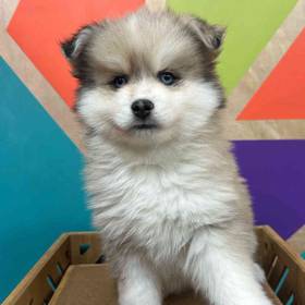 Pomsky