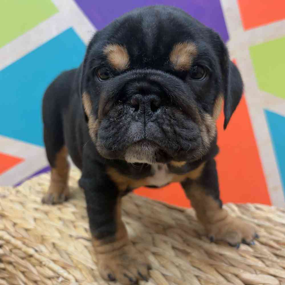 Image of a pet breed in the gallery