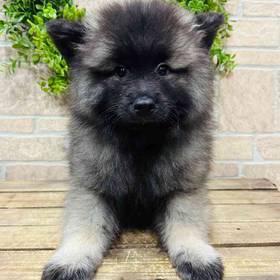 Keeshond