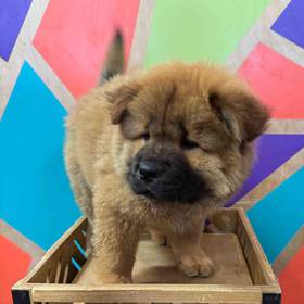 Chow Chow