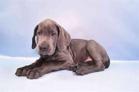 Great Dane