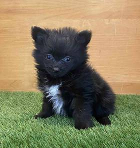 Pomeranian