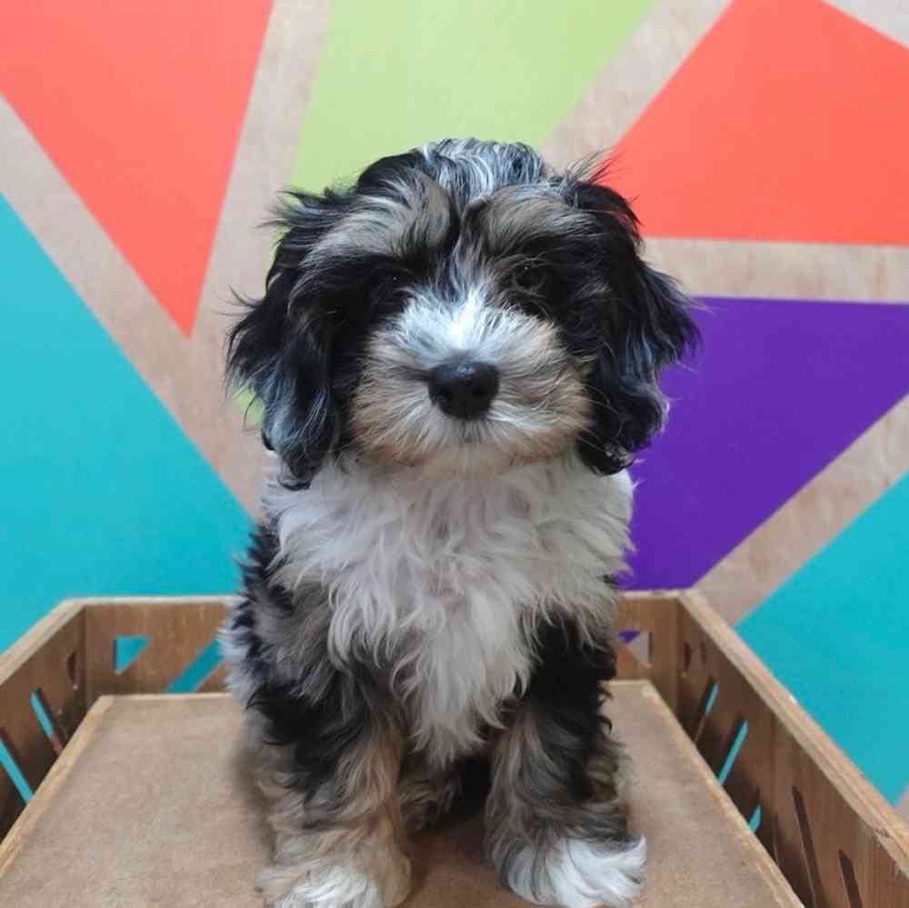 carousel pet images