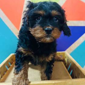 Cavapoo