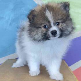 Pomeranian