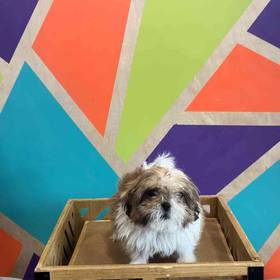 Shih Tzu