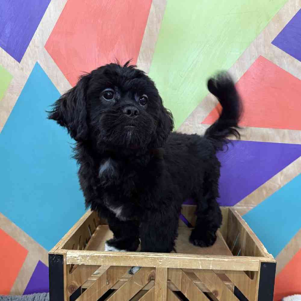 Image of a pet breed in the gallery