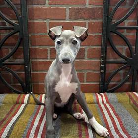 Italian Greyhound