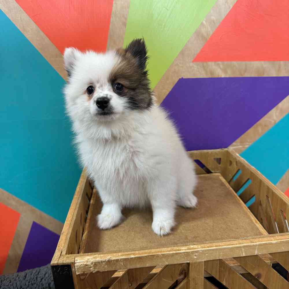 carousel pet images