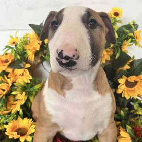 Bull Terrier