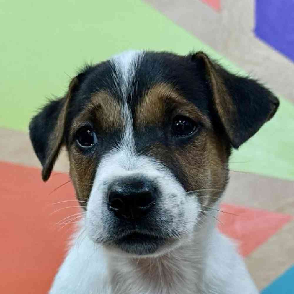 Image of a pet breed in the gallery