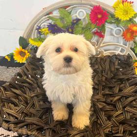 Havanese