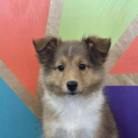 Sheltie