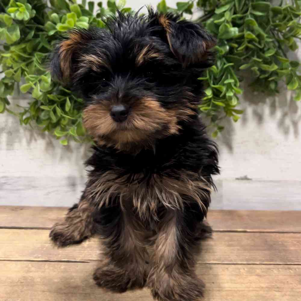 Male yorkie puppies for sale cheap
