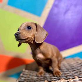 Mini Dachshund
