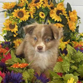 Mini Aussie