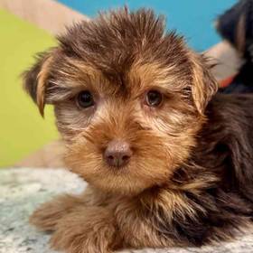 Yorkie