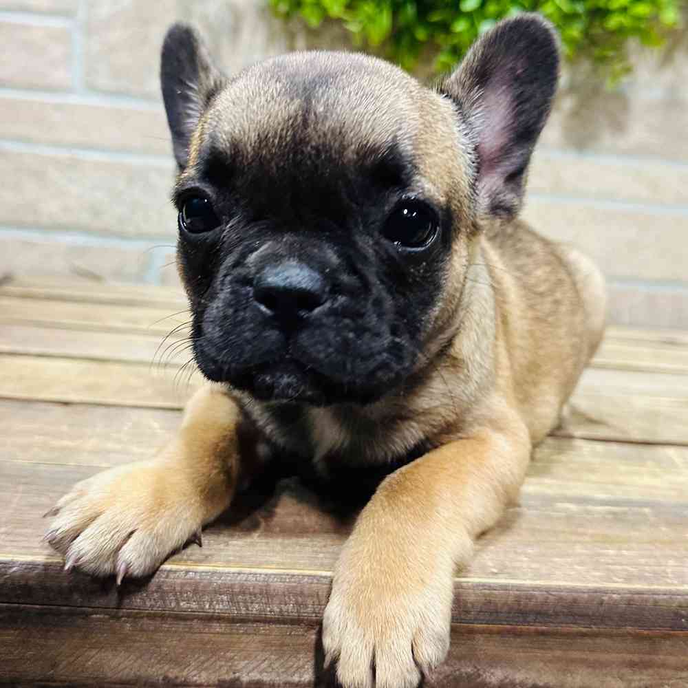 Petland french hot sale bulldog cost