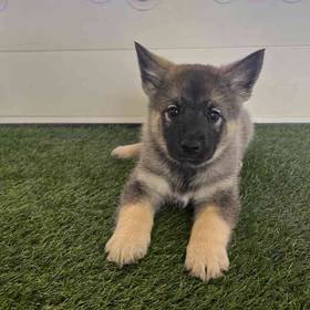 Norwegian Elkhound