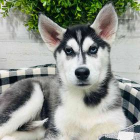 Siberian Husky