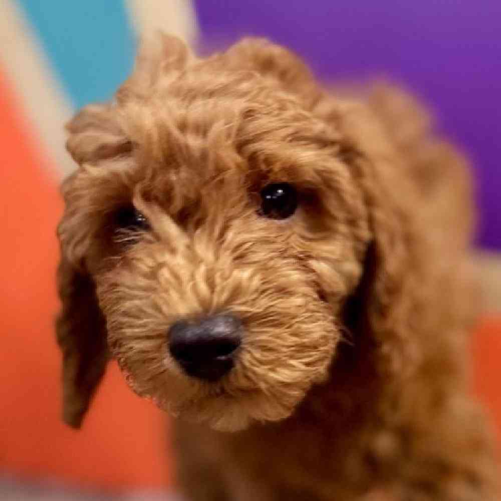 Image of a pet breed in the gallery