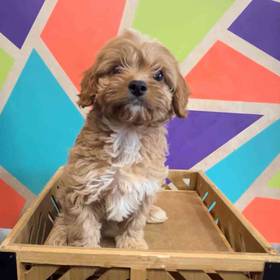 Cavapoo