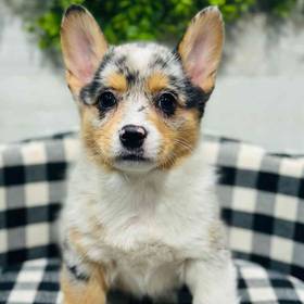 Pembroke Welsh Corgi