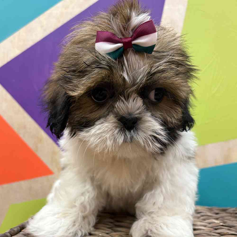 Image of a pet breed in the gallery