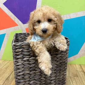 BichonPoo