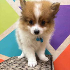 Pomeranian