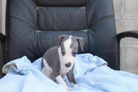Italian Greyhound
