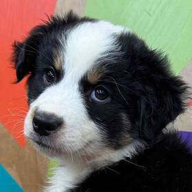 Miniature American Shepherd