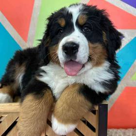 Bernese Mountain Dog