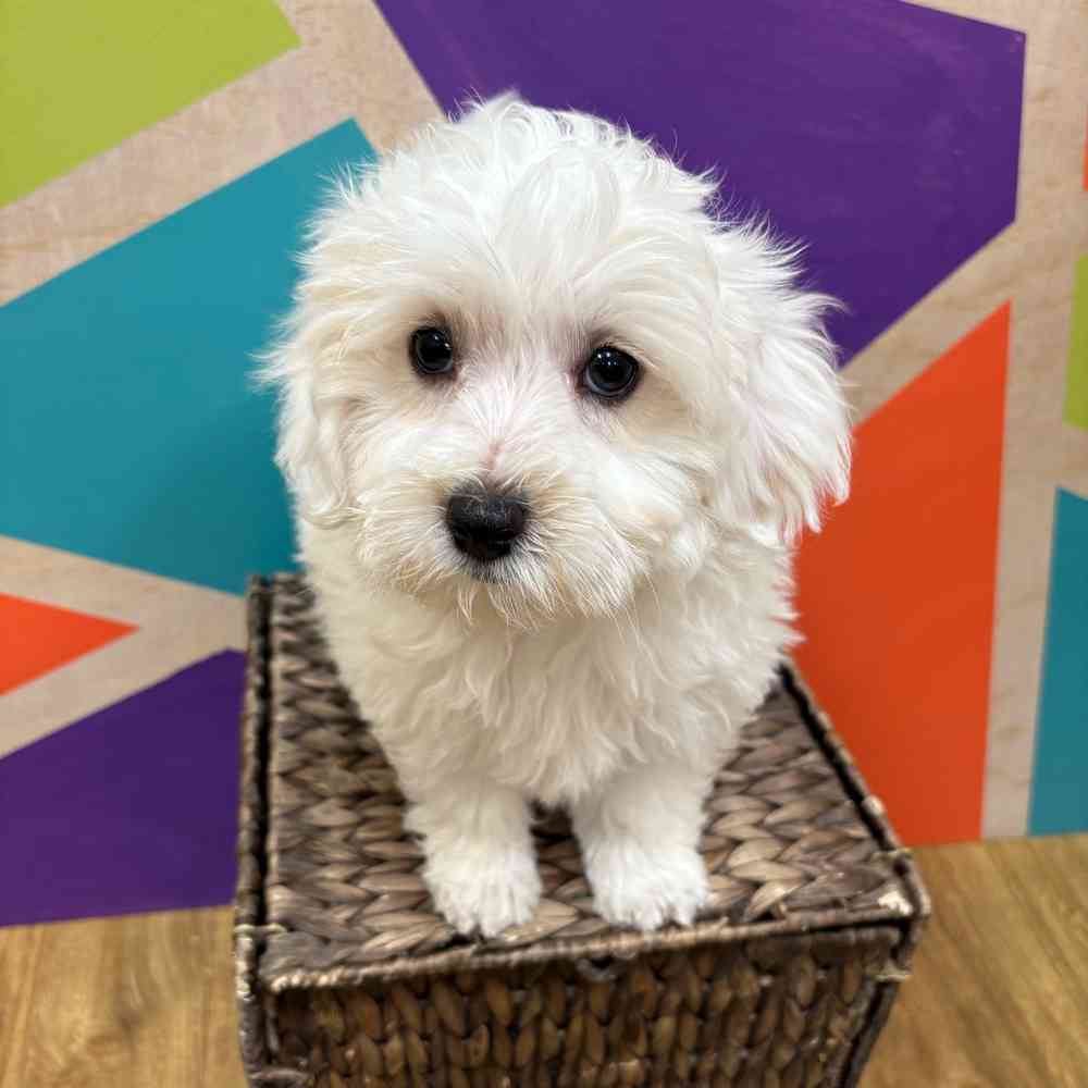 carousel pet images